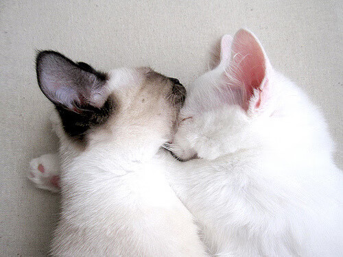 库里完成绝杀NBA总决赛，库里nba绝杀的比赛