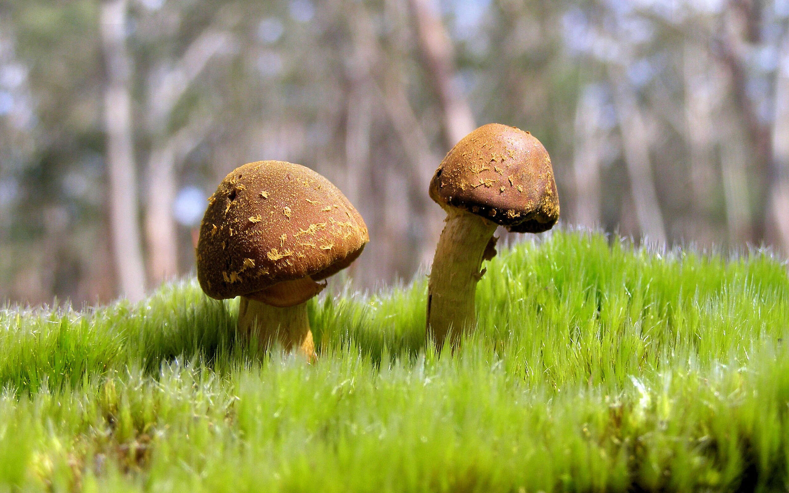 英超联赛的粉丝需求调研报告，英超粉丝最多的球队